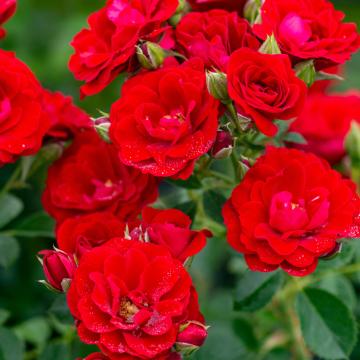 Rosier Cherry Frost