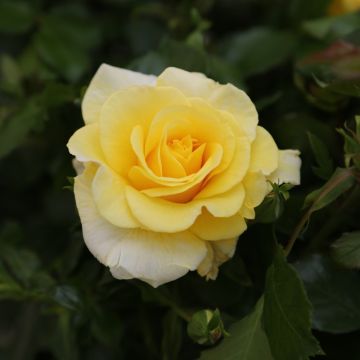 Rosier arbustif Douceur Normande