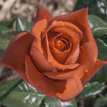 Rosier TERRACOTTA ® Simchoca