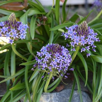 Scille du Pérou ou Scilla peruviana