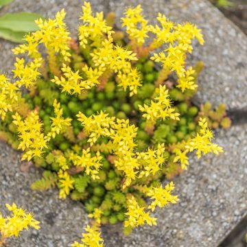 Sedum acre jaune