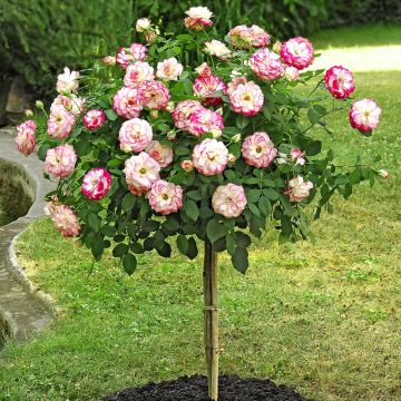 Rosier Demi-tige JUBILE DU PRINCE DE MONACO ® Meisponge
