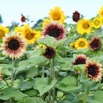 Tournesol Beauté d’Automne varié