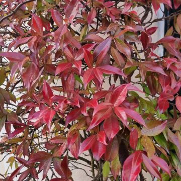 Jasmin étoilé jasminoïdes Winter Ruby® 'Trared'