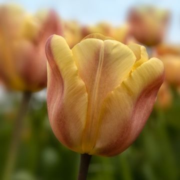 Tulipe Simple Hâtive Apricot Foxx