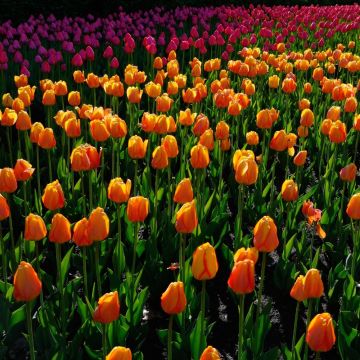 Tulipe Darwin Blushing Apeldoorn, bulbes de tulipes Meilland Richardier