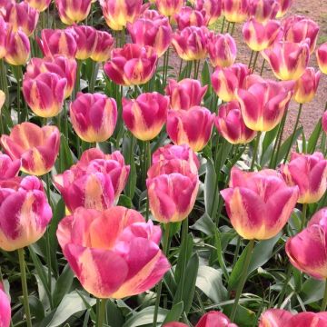 Tulipe Triomphe Boston
