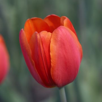 Tulipe Triomphe Cadans