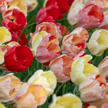 Tulipes Darwin Silver Stream