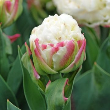 Tulipe double tardive Ice Cream