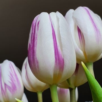 Tulipe Triomphe Flaming Flag