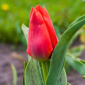 Tulipe Greigii Jules César