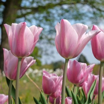 Tulipe Triomphe Mistress