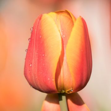 Tulipe simple hâtive Asahi