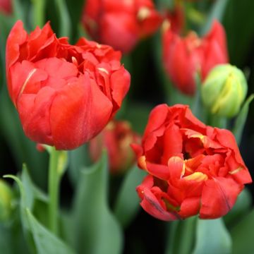 Tulipes doubles hâtives Viking