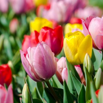 Tulipes Darwin en mélange
