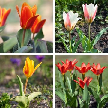 Tulipes naines Kaufmanniana en mélange