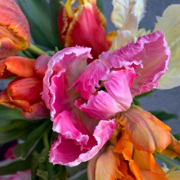 Tulipes Perroquet en mélange