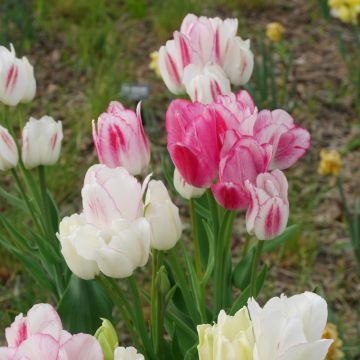Tulipes pluriflores Mélange Bouquet