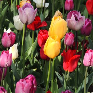 Tulipes Triomphe pastel en mélange