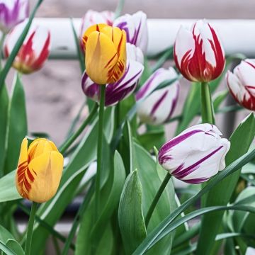Tulipes type Rembrandt en mélange