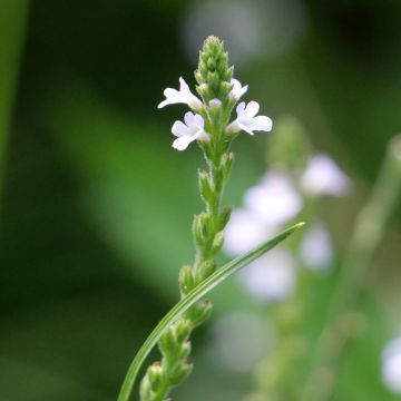 Verveine officinale