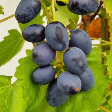 Vigne Attiki