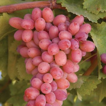 Vigne de table Crimson Seedless