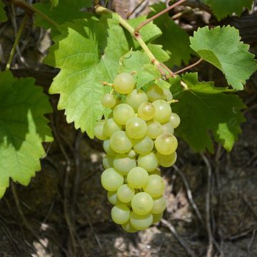 Vigne Exalta