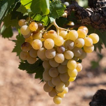 Vigne de table Italia