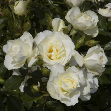 Rosier tige blanc White MEILOVE ® Meifarigou Meilland Richardier
