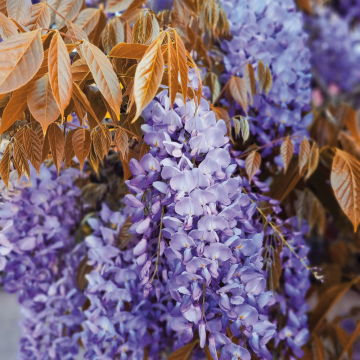Glycine de Chine ou Wisteria sinensis Blue Line® ‘Copper Leo’
