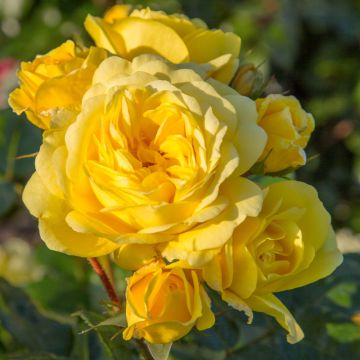 Rosier demi-tige Yellow MEILOVE ® = ANNY DUPEREY ® Meitongas