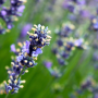 focus lavande dutch