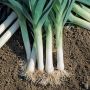 Poireau Bleu de Solaise
