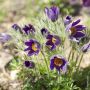 Anémone pulsatille violette ou Pulsatilla vulgaris