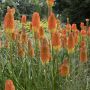 Tritoma uvaria ou kniphofia ou tison de Satan