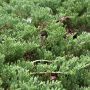 Juniperus Horizontali Prince of Wales