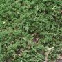 Juniperus Horizontali Prince of Wales
