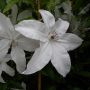 Clématite ou Clematis X BEAUTIFUL BRIDE ® Meilland Richardier