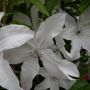 Clématite ou Clematis X BEAUTIFUL BRIDE ®