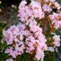 LAGERSTROEMIA indica With Love ® Babe fleurs