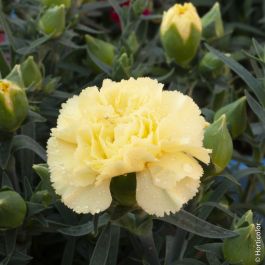 œillet des fleuristes parfumé jaune Dianthus caryophyllus Meilland  Richardier