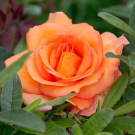 Rosier Mythique® 'Tan04603' - Rosier buisson parfumé
