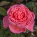 Rosier LIV TYLER ® Meibacus