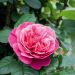 Rosier Line Renaud ® Meiclusif