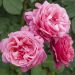 Rosier Tige LINE RENAUD ® Meiclusif