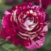 Rosier Tige JULIO IGLESIAS ® Meistemon