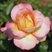 Rosier Tige PIERRE TCHERNIA ® Meimouvie
