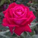 Rosier ELEGANCE Française ® Meithatie